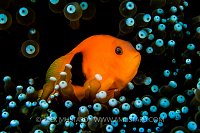 Andaman Anemonefish. Thailand