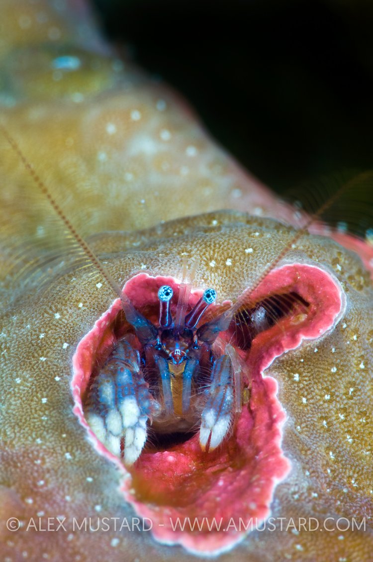 Coral Hermit Crab. Thailand