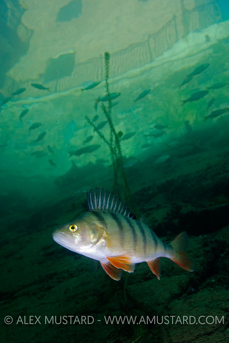 Perch Beneath Building. England.