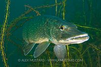 Pike Portrait. England