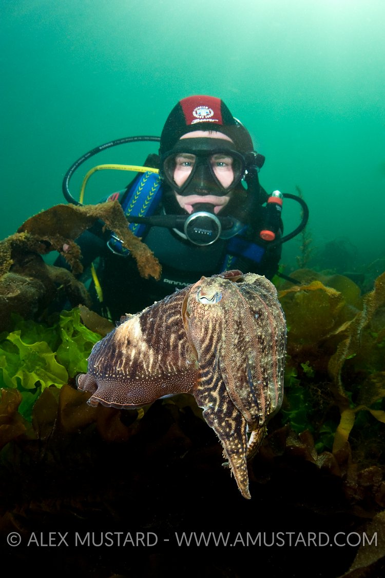 Diver with cuttlefish, Babbacombe, England, UK.