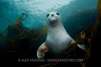 Common seal. Lundy Island, UK.