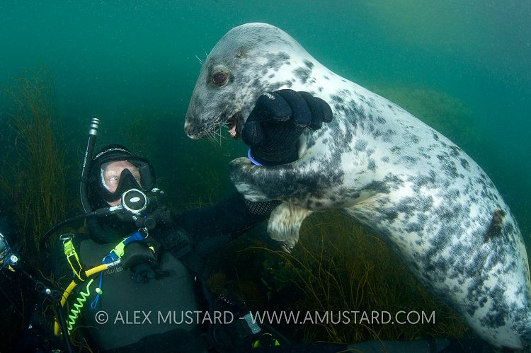 Diver plays with a young grey seal. Lundy, UK.
