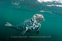 Grey seal. Lundy, UK