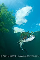 Rainbow trout, Lake District, UK.