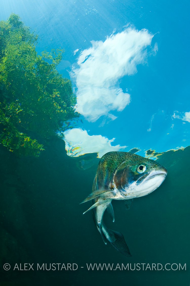 Rainbow trout, Lake District, UK.