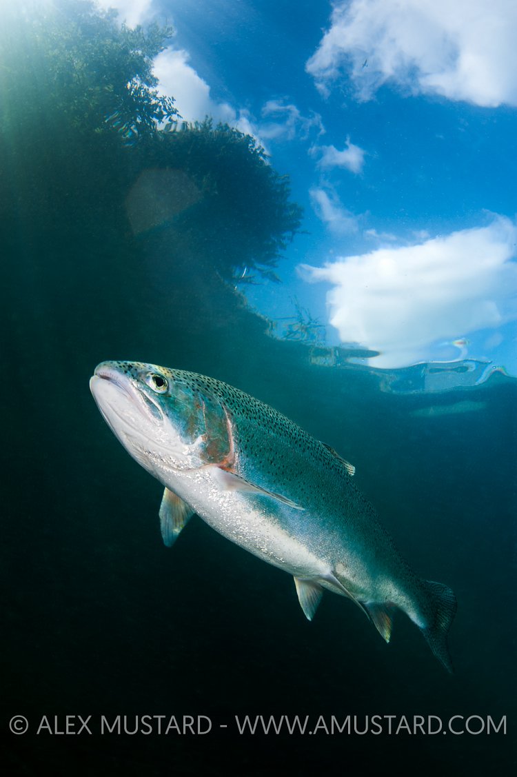 Rainbow Trout Beneath Surface. England.