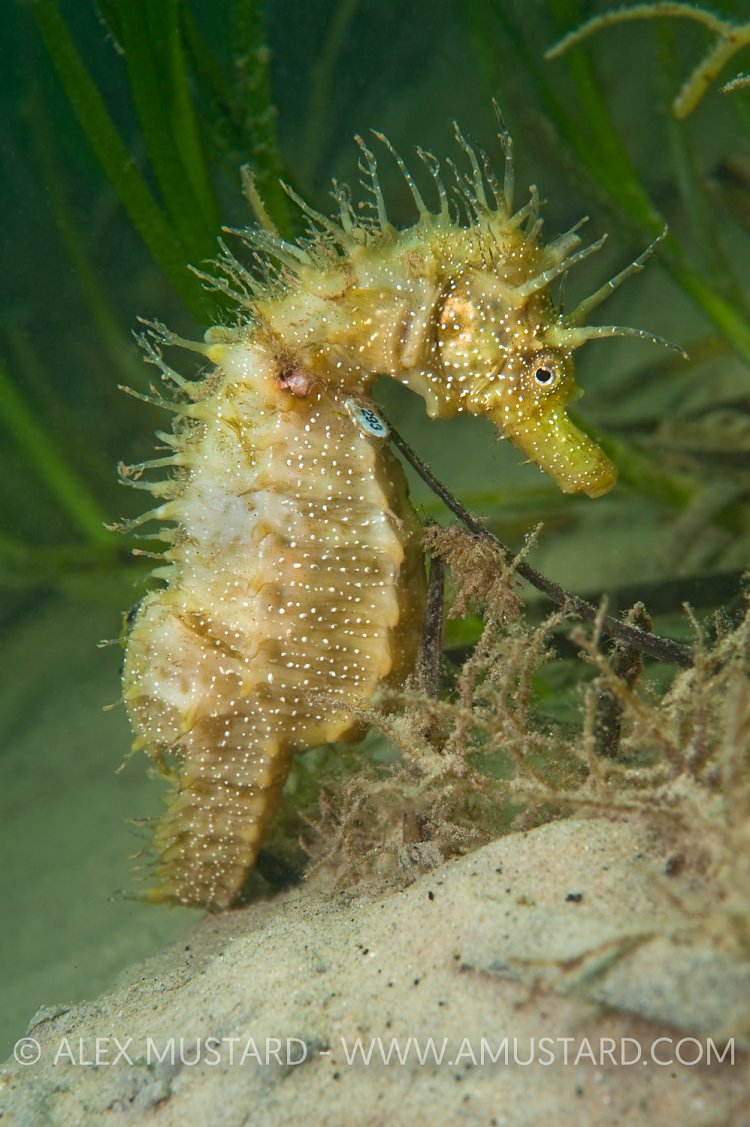 Spiny seahorse in seagrass. Dorset, UK.