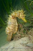 Spiny seahorse in seagrass. Dorset, UK.