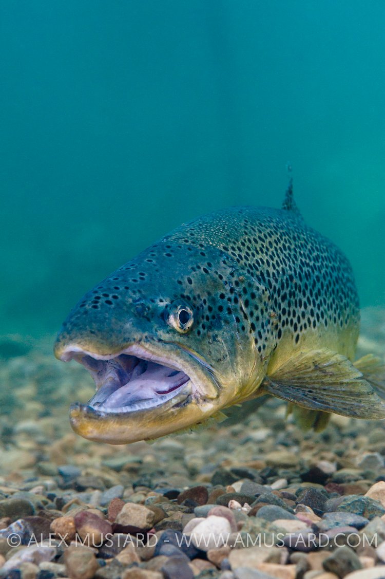 Male Brown Trout. England.