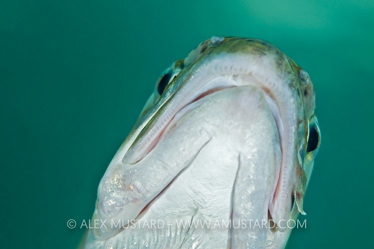 Trout Pout. England.