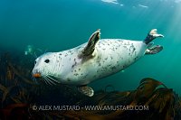 Grey seals (Halichoerus grypus) in Kelp.