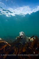 Grey seal (Halichoerus grypus) portrait.