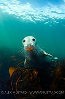 Young grey seal. Farne Islands.