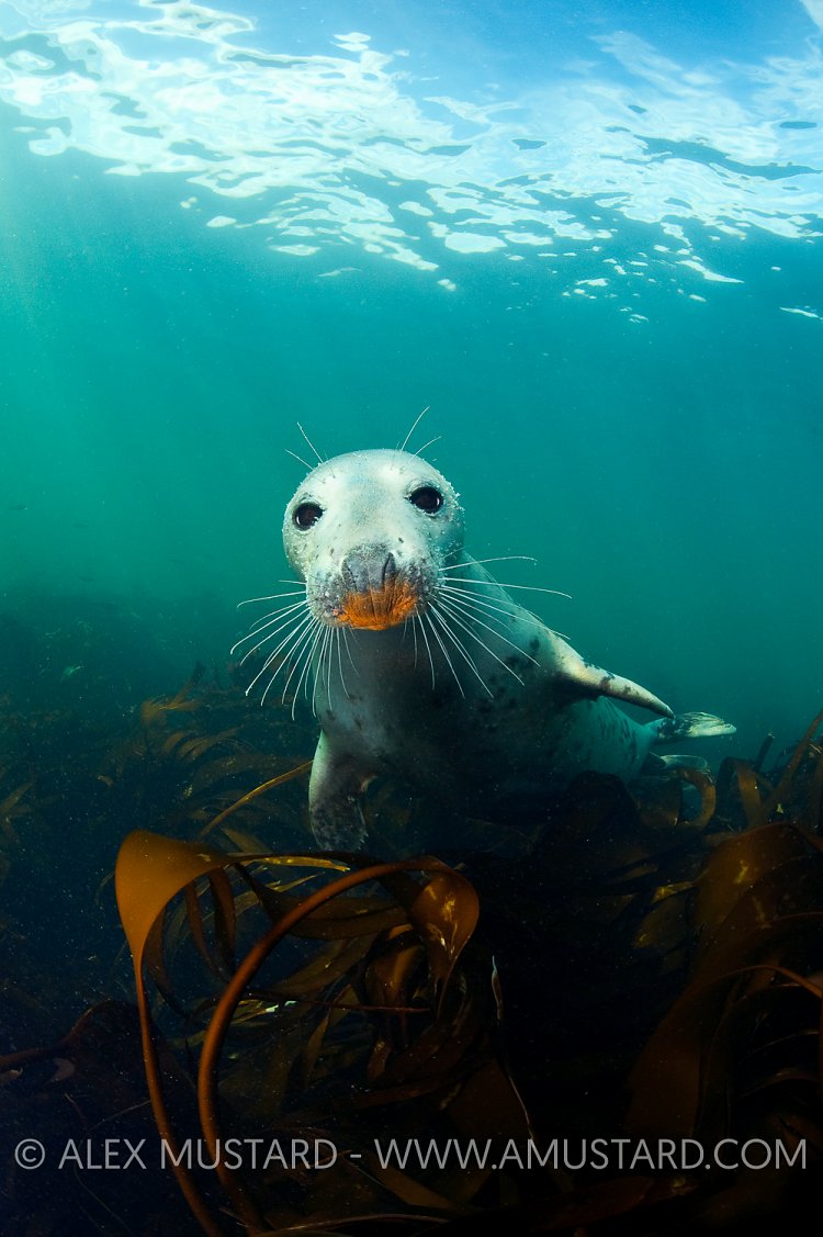 Young grey seal. Farne Islands.