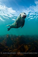Grey seal (Halichoerus grypus) portrait.