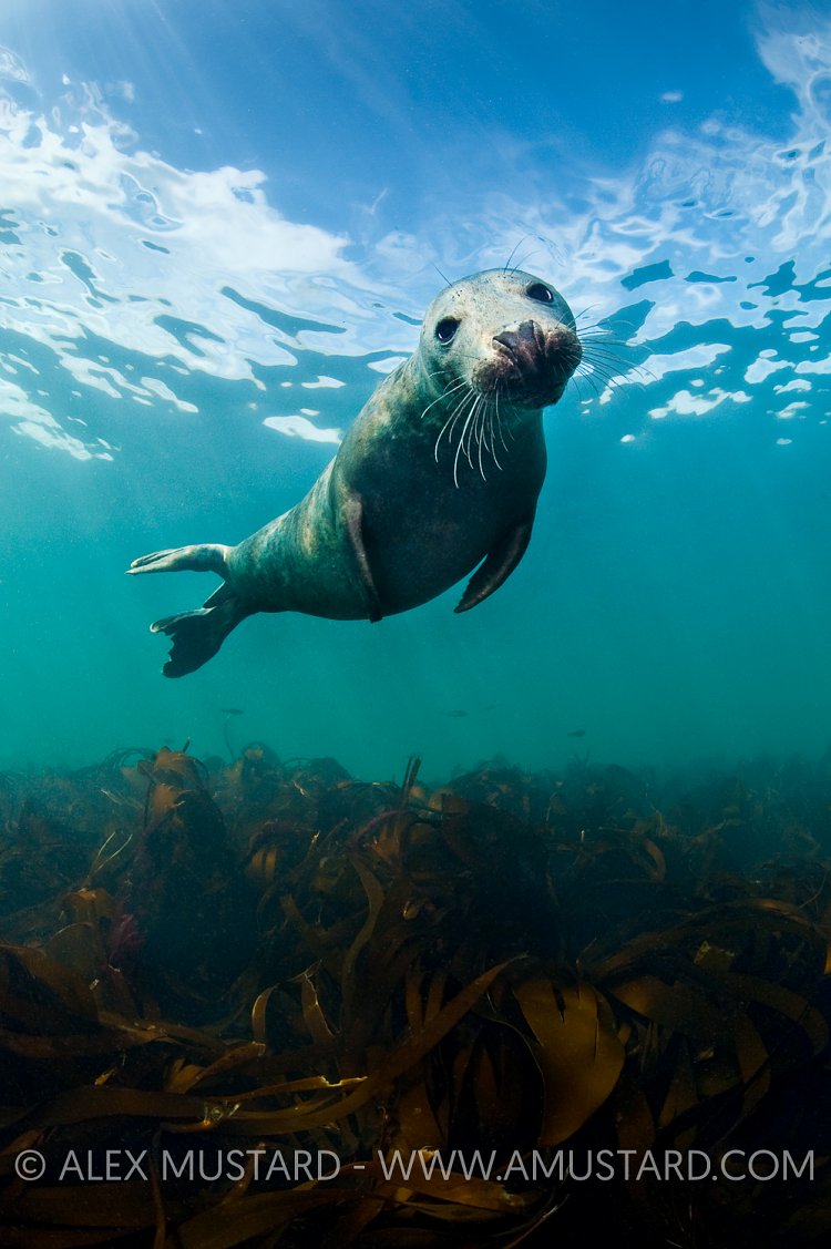 Grey seal (Halichoerus grypus) portrait.