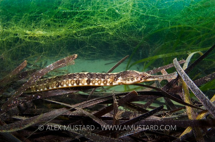 Pipefish In Seagrass. UK