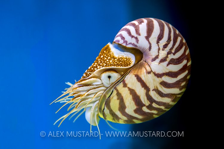 Nautilus (captive). UK