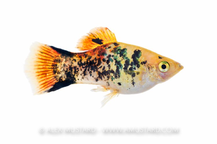 Platy In Aquarium. UK