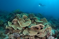 A large Lettuce Coral (Turbinaria mesenterina) with diver (Erwin Filius). Coral Garden, Buyat Bay, North Sulawesi, Indonesia. Molucca Sea
