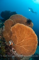 Large seafans (Anella mollis) with diver (Erwin Filius). Coral Garden, Buyat Bay, North Sulawesi, Indonesia. Molucca Sea