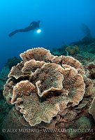 Hard coral with diver (Erwin Filius). Coral Garden, Buyat Bay, North Sulawesi, Indonesia. Molucca Sea
