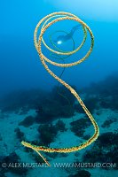 Whip coral with diver (Erwin Filius). Coral Garden, Buyat Bay, North Sulawesi, Indonesia. Molucca Sea