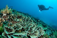 A meadow of hard coral with diver (Erwin Filius). Coral Garden, Buyat Bay, North Sulawesi, Indonesia. Molucca Sea