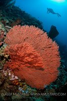 A large seafan (Anela sp.) on a coral reef with diver (Erwin Filius). Coral Garden, Buyat Bay, North Sulawesi, Indonesia. Molucca Sea