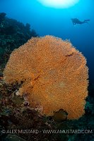 Seafan And Diver. indonesia