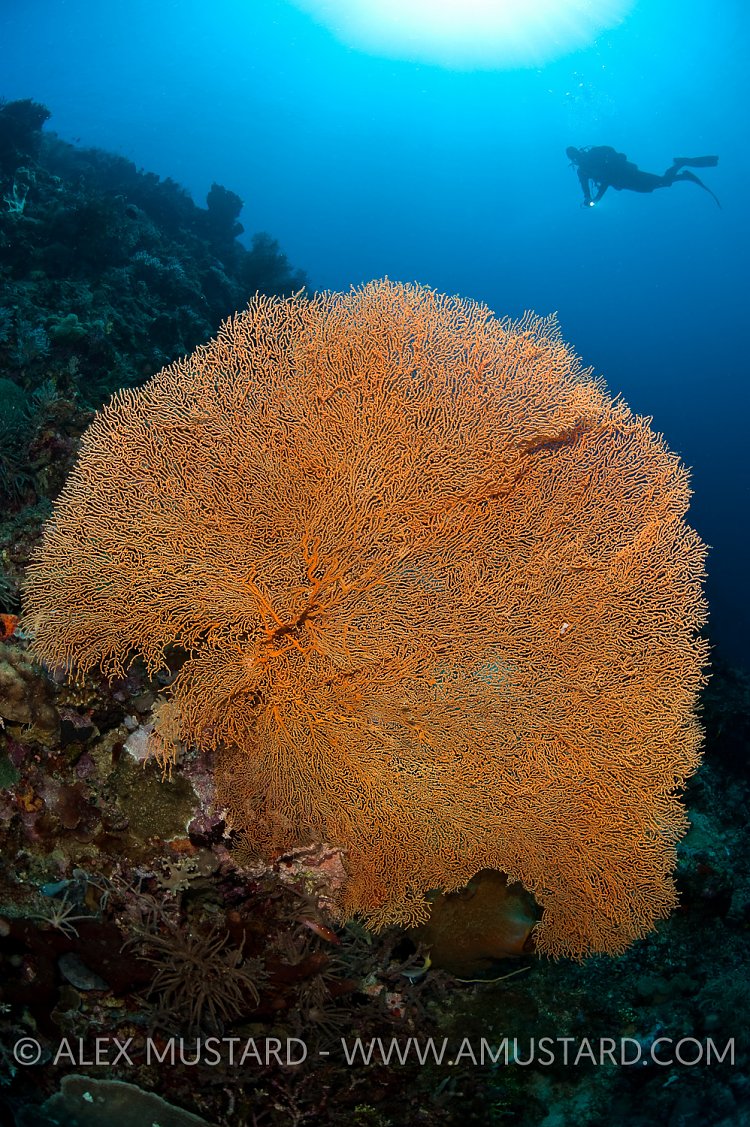 Seafan And Diver. indonesia