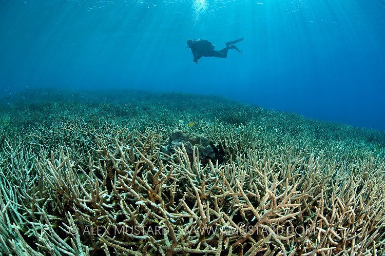 Diver Over Coral Garden. Indonesia
