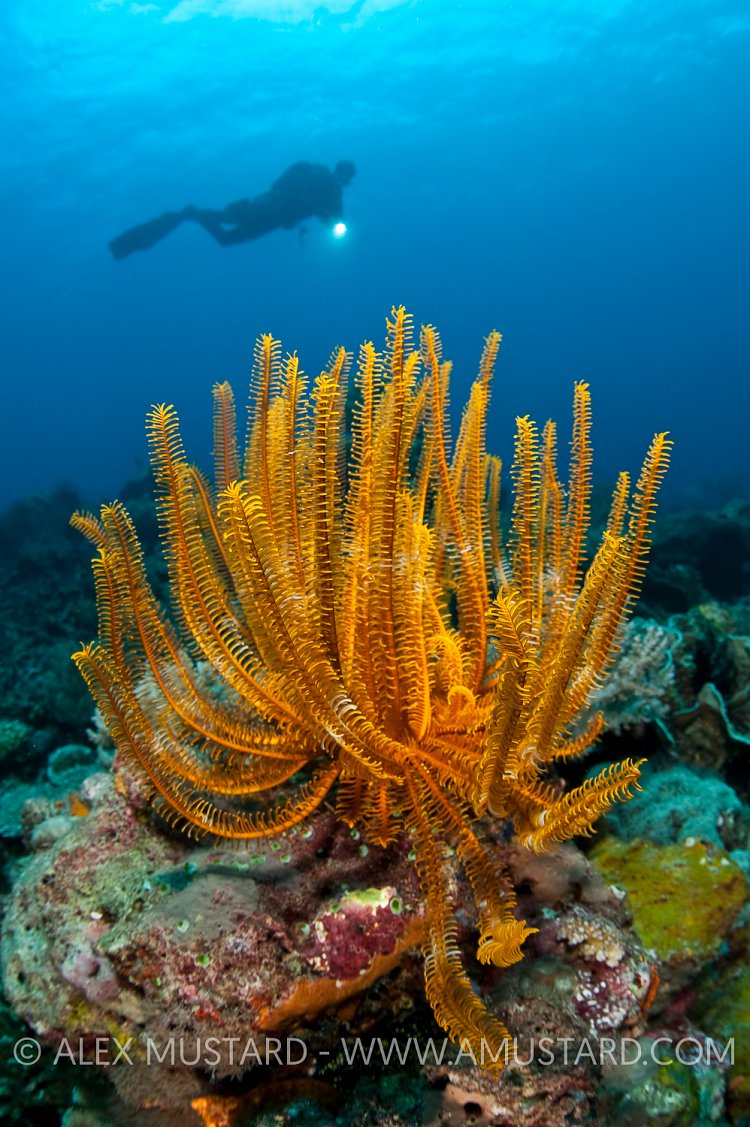 Orange crinoid with diver (Erwin Filius). Coral Garden, Buyat Bay, North Sulawesi, Indonesia. Molucca Sea