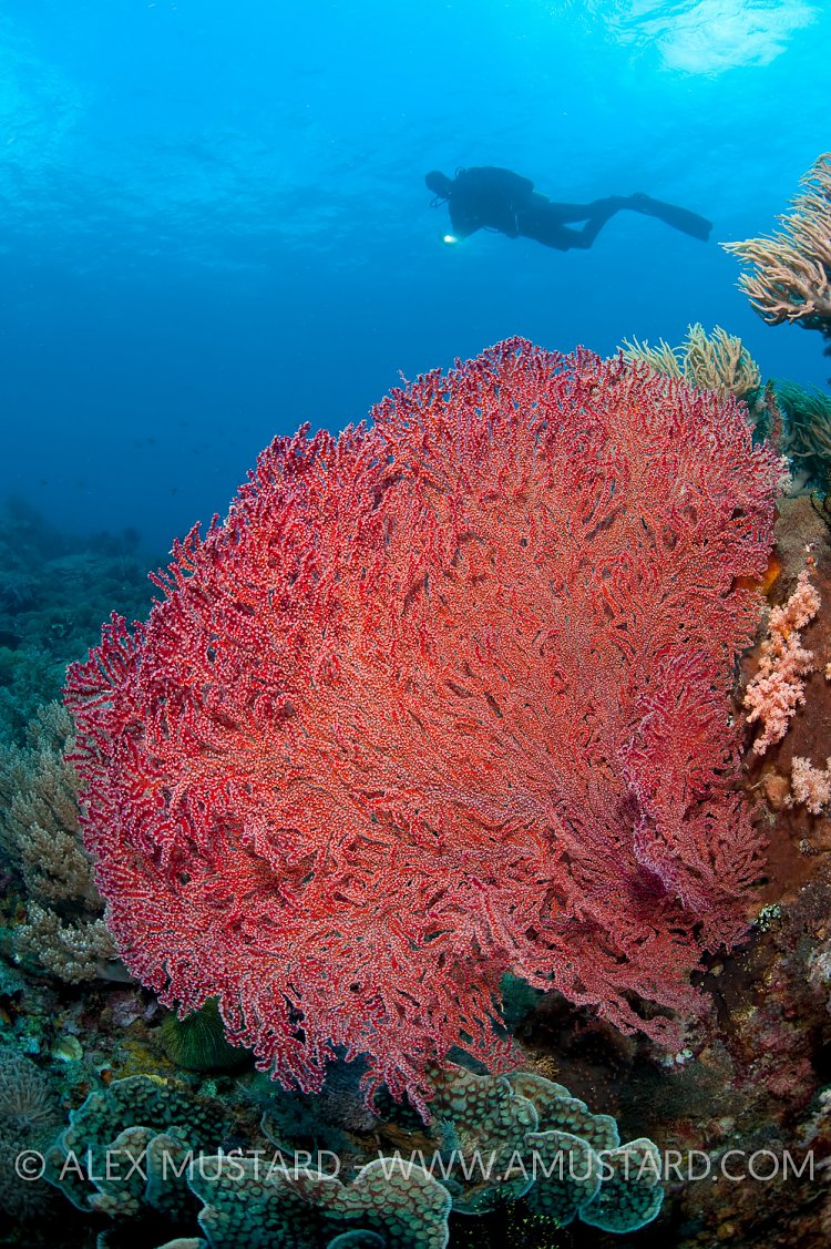 A seafan with diver (Erwin Filius). Coral Garden, Buyat Bay, North Sulawesi, Indonesia. Molucca Sea