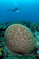 A brain coral with diver (Erwin Filius). Coral Garden, Buyat Bay, North Sulawesi, Indonesia. Molucca Sea