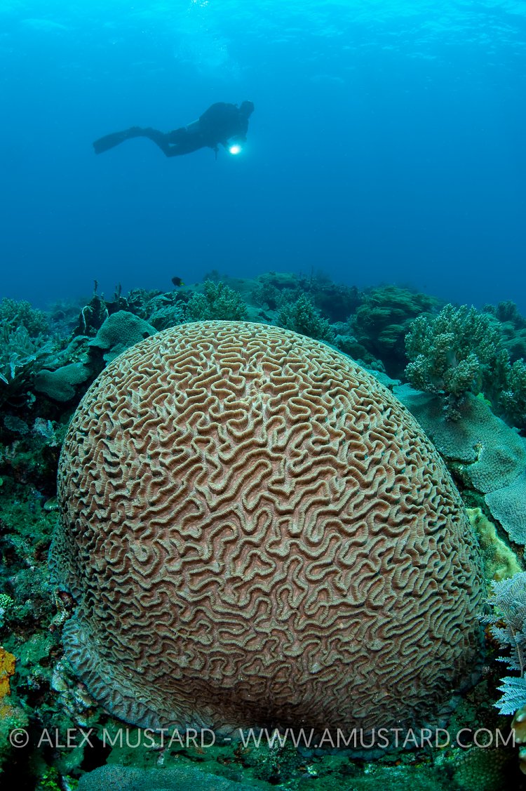 A brain coral with diver (Erwin Filius). Coral Garden, Buyat Bay, North Sulawesi, Indonesia. Molucca Sea