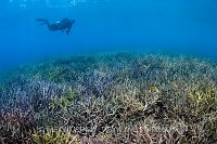 Diver Over Coral Garden. Indonesia
