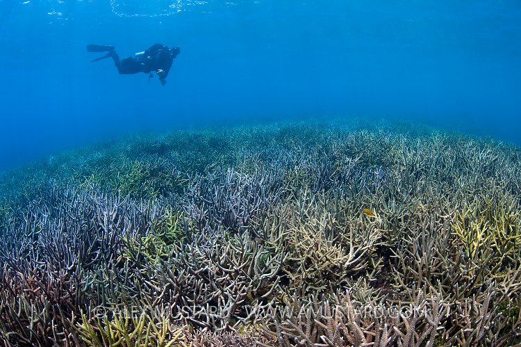 Diver Over Coral Garden. Indonesia