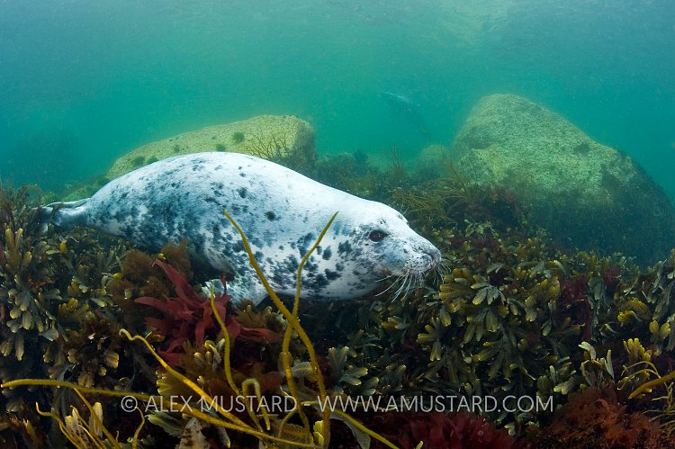 Grey seal (Halichoerus grypus) in seaweeds.