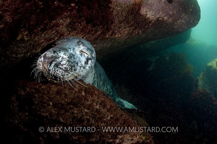 Sleeping seal (Halichoerus grypus).