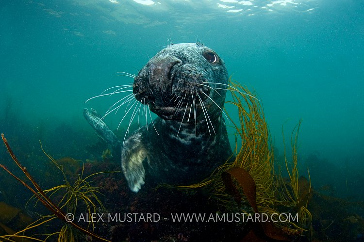 Grey seal (Halichoerus grypus) portrait.