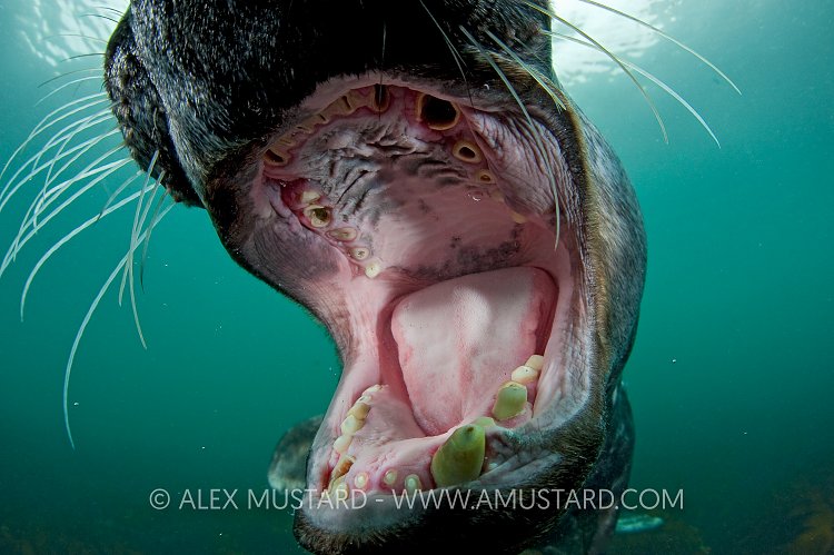 Grey Seal, Halichoerus grypus, Lundy Island, UK