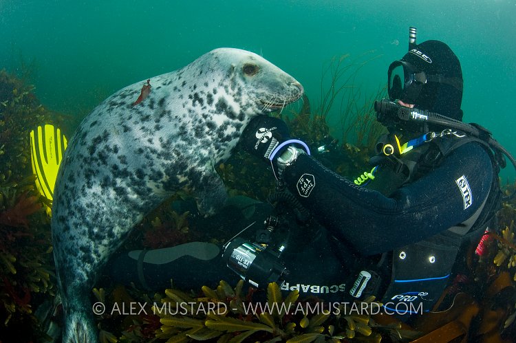 Diver and grey seal (Halichoerus grypus)