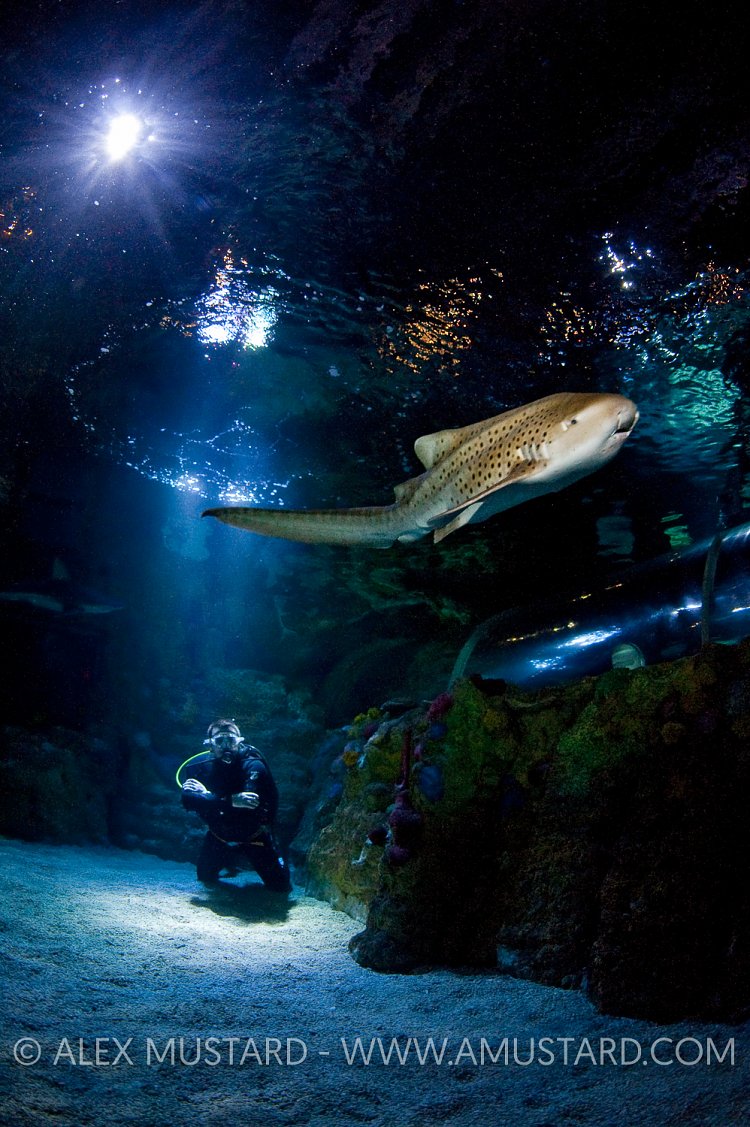 Zebra shark and diver in Brighton Aquarium, England.
