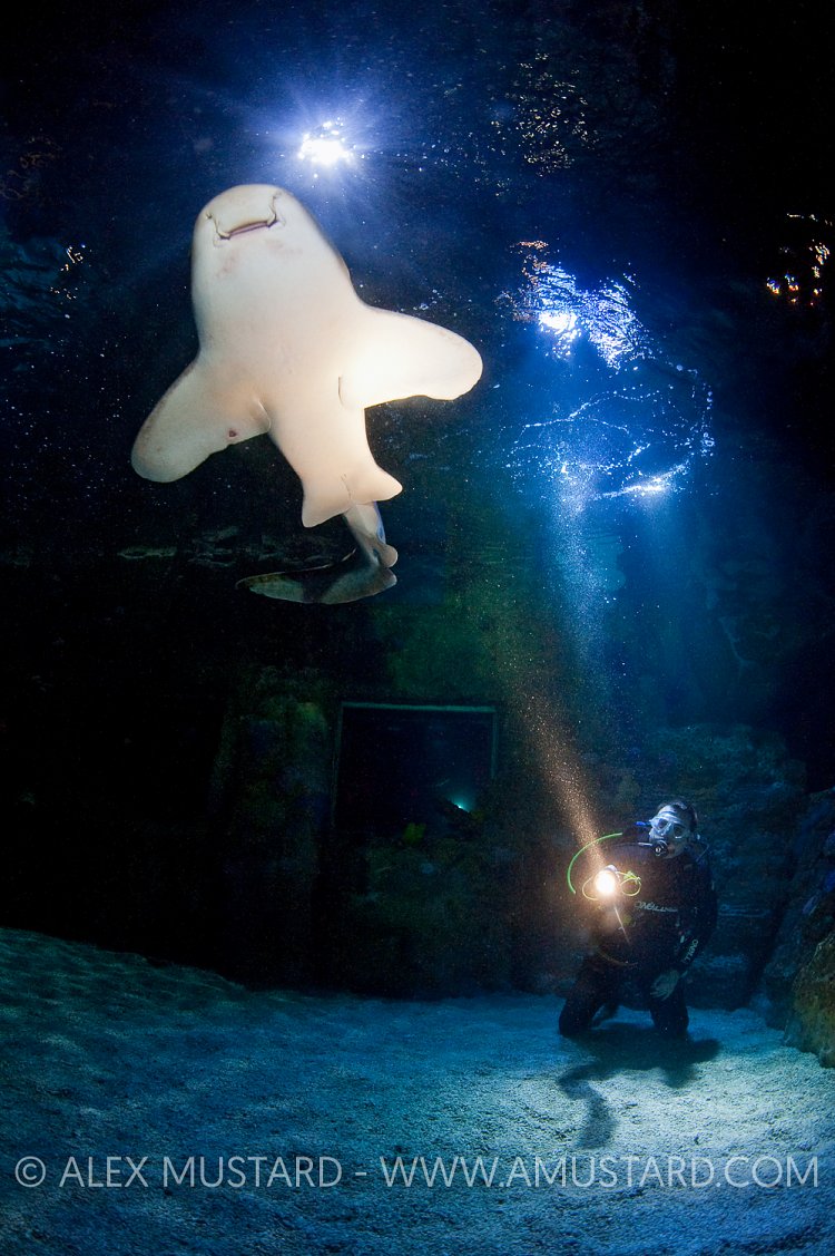 A diver illuminates a zebra shark in Brighton Aquarium
