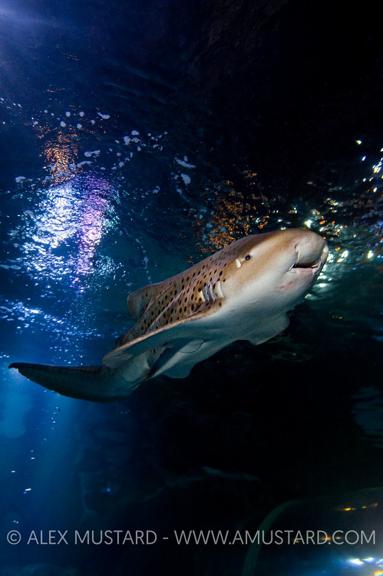 Leopard shark in Brighton Aquarium, England.