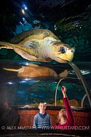Loggerhead In Aquarium. UK