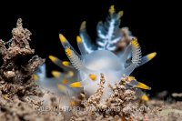 Nudibranch Portrait. UK