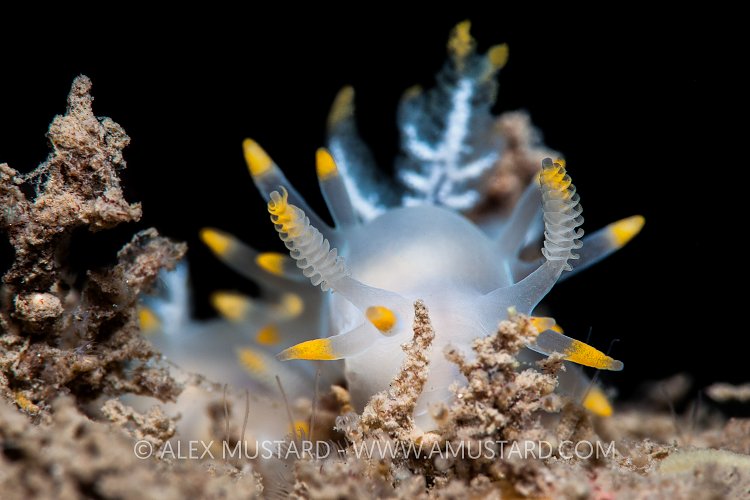 Nudibranch Portrait. UK